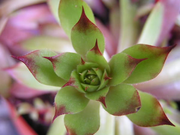 sempervivum2_2.jpg