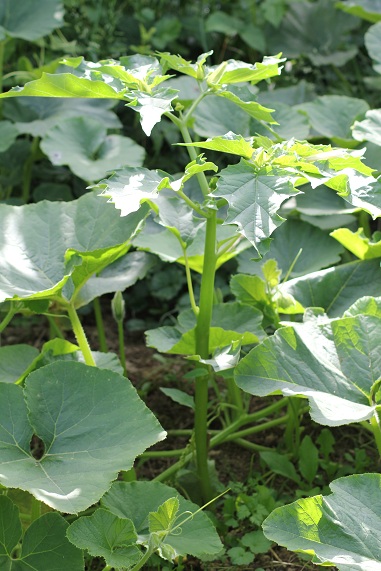 Datura 0707.JPG