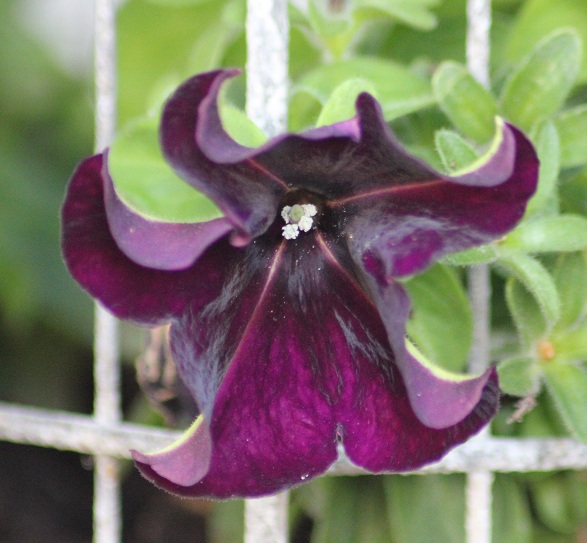 Pétunia Mystical Merlin 1007.JPG