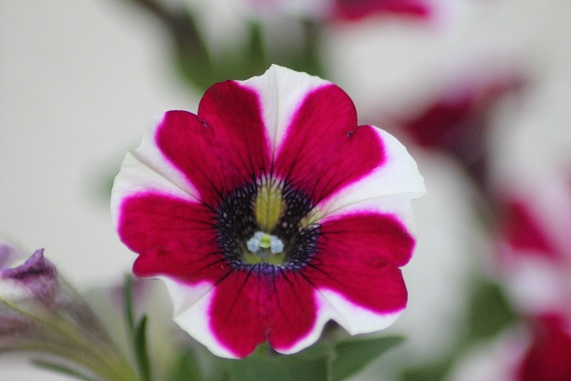 Pétunia Celebrity Burgundy 1007.JPG