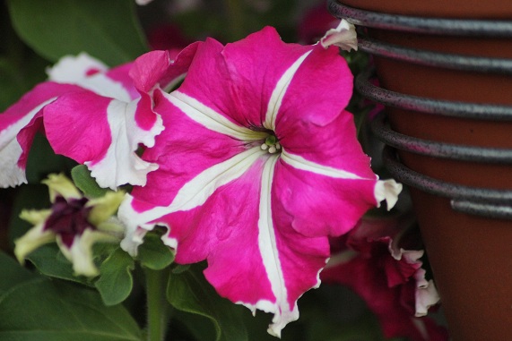 Pétunia Ultra Crimson Burgundy 1007.JPG