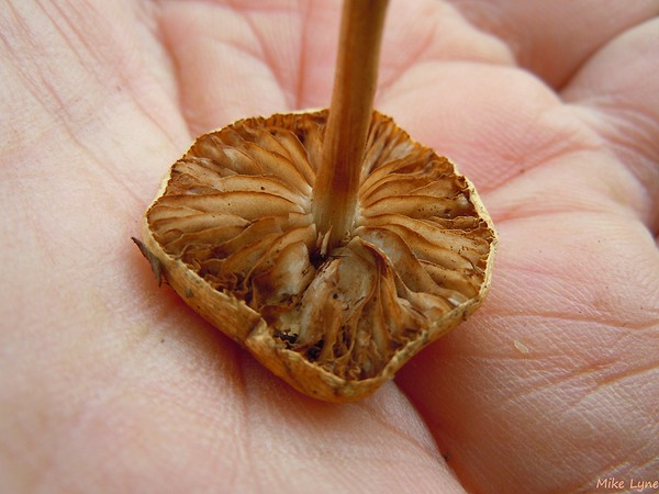 DSCN6434.jpg