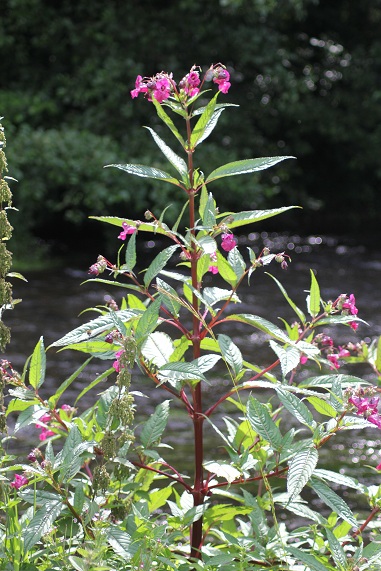 Impatiens glandulifera.JPG