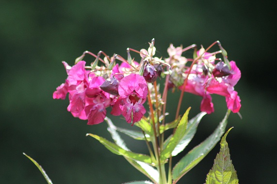Balsamine himalaya fleur.JPG