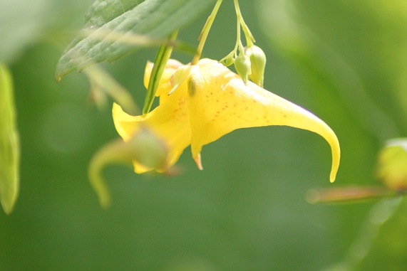 Impatiens noli-tangere.JPG