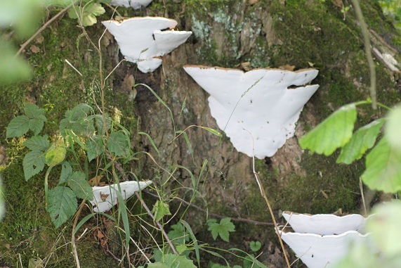 Ganoderma adspersum.JPG