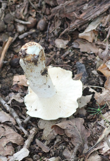 Lactarius piperatus dessous.JPG