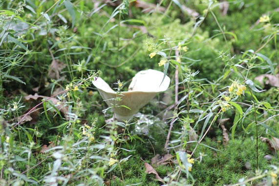 Lactarius piperatus 3007.JPG