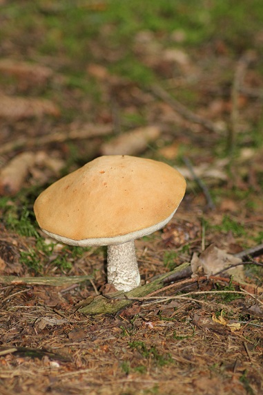 Bolet orangé 3107.JPG