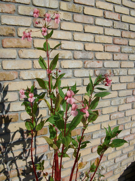 IMGP0320.JPG