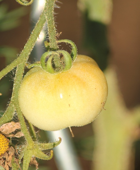 Lutescente 2208.JPG