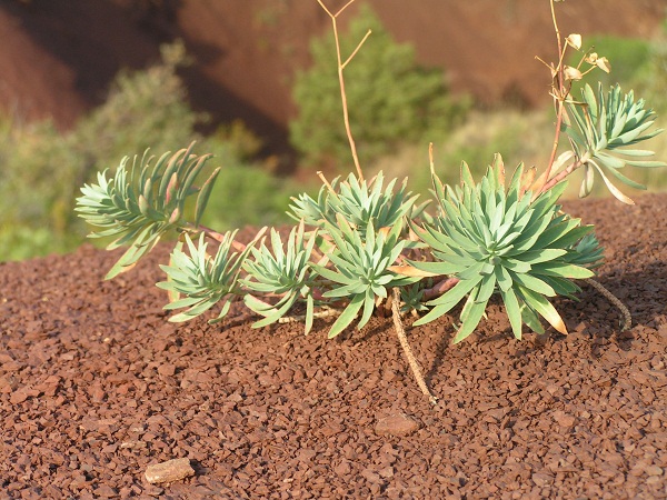 grand canyon_rabieux_5.JPG
