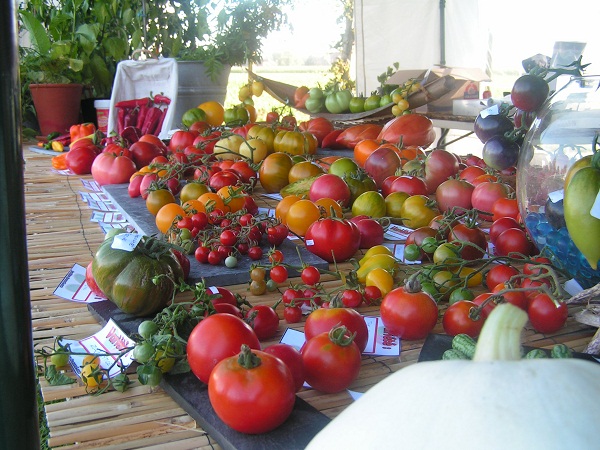 Des tomates