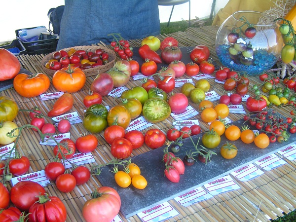 Toujours des tomates
