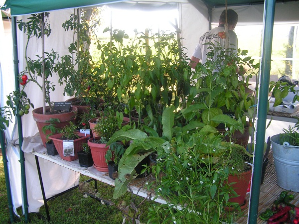 Tomates et piments/poivrons en pot