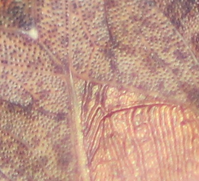 quizz macro été 5.jpg