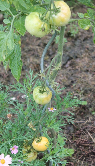 Lutescente 1309.JPG