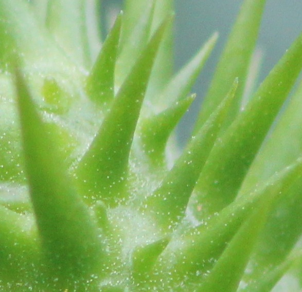 MACRO 024.JPG