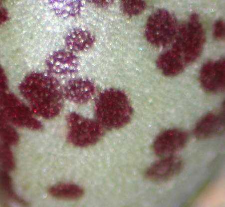 boutures 018.JPG