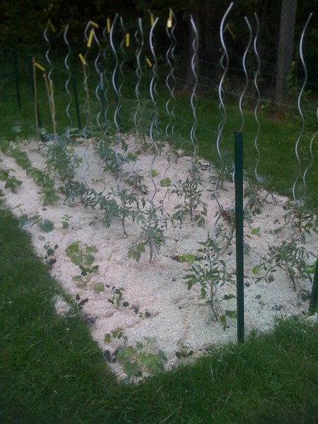 parc tomates paillé.jpg