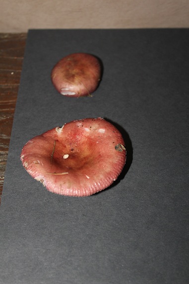 champijardin 002.JPG