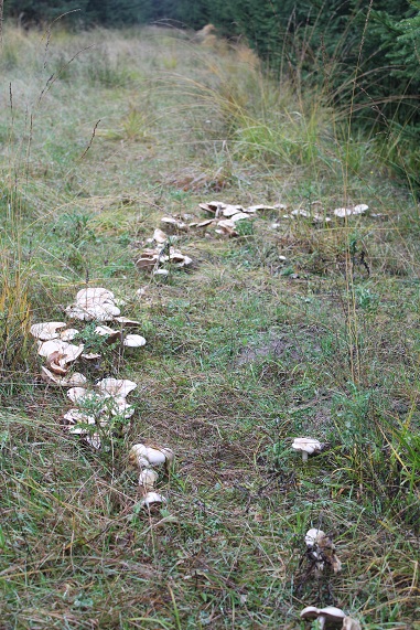 Hebeloma crustuliniforme 1610.JPG
