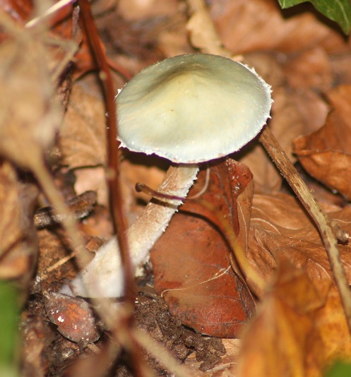 Strophaire vert de gris 2210.JPG