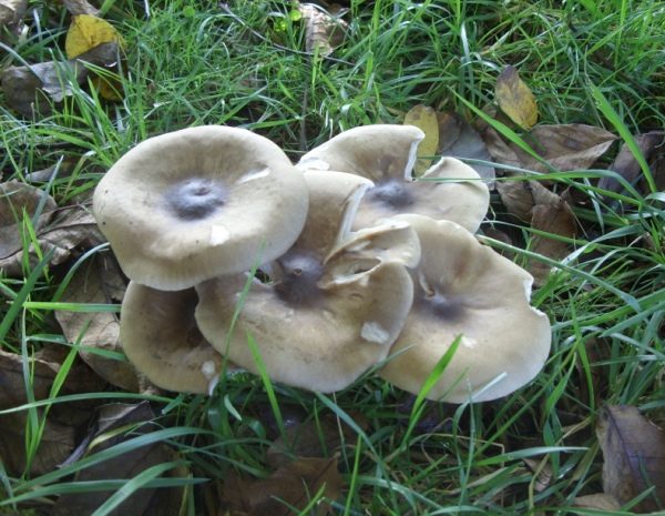 SN850485.JPG