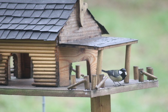 Mésange charbonnière 0511.JPG