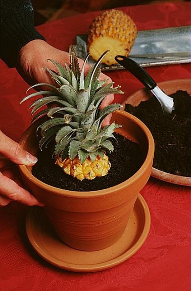 ananas_bouturage_plantation.jpg