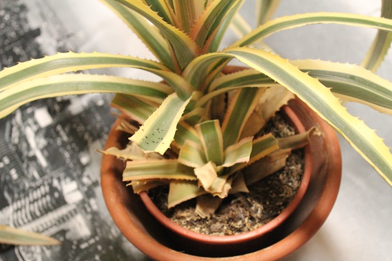 ananas 013.JPG