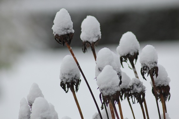 neige 027.JPG