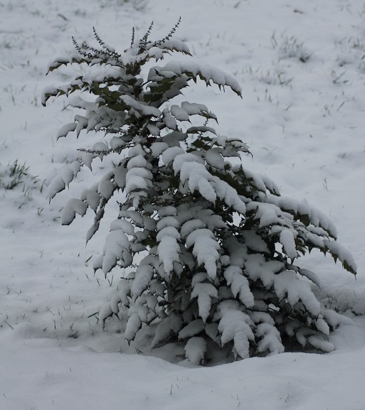 neige 031.JPG