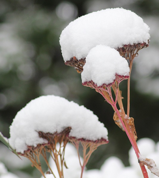 neige 033.JPG