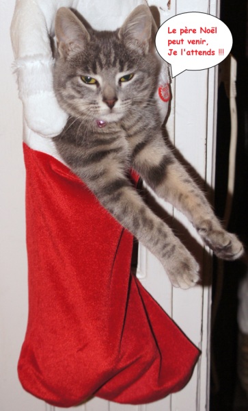 Miss gribouille