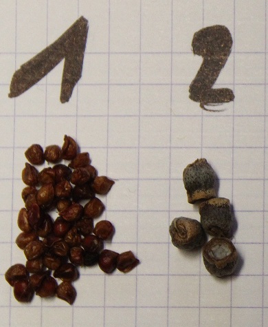 masterquizz detail 12.jpg