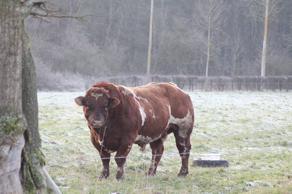 Taureau 1212.JPG