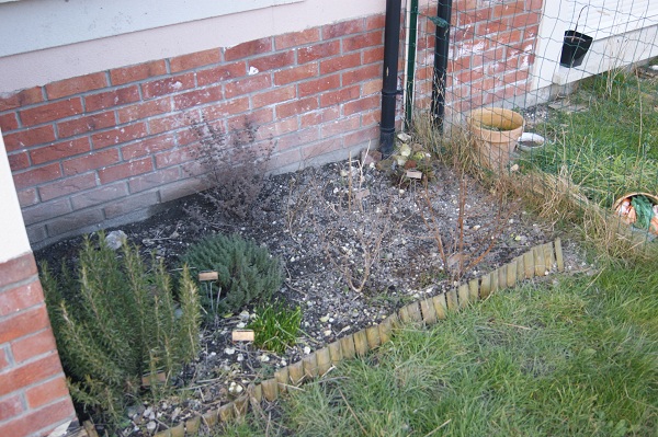 un coin d'aromatique