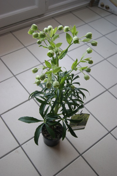 l'hellebore fétide