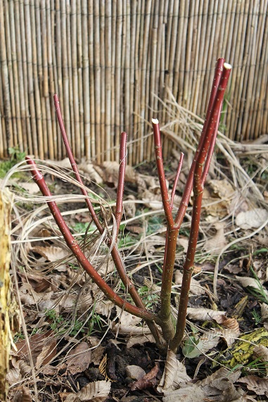 étiqu 012.JPG