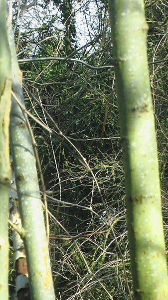 04.jpg