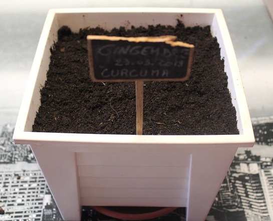 curcuma 005.JPG