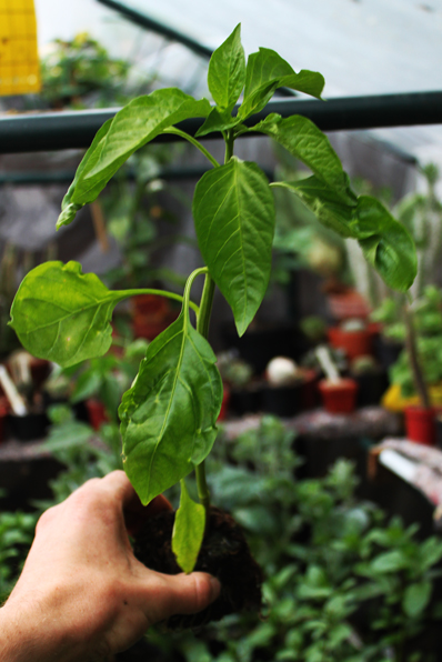 Piment espelette
