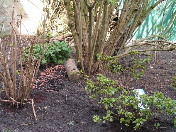 massif jardin2.jpg