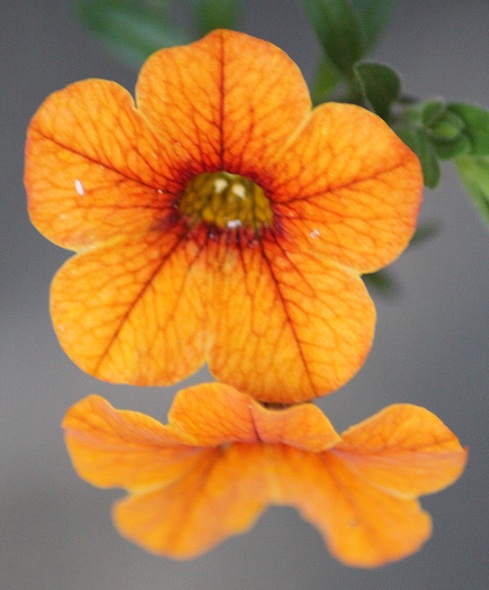 Calibrachoa Noa Tangerine 1007.JPG