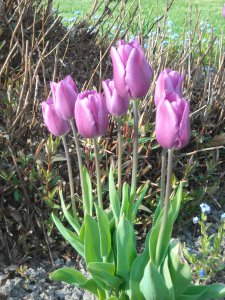 tulipe03.JPG