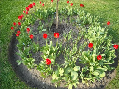 tulipe02.JPG