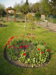 tulipe01.JPG