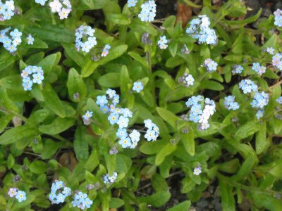 myosotis.JPG