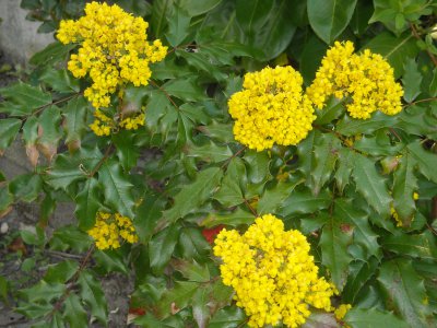 Mahonia aquifolium trouver par Auroreg Tounaisis et eveliotis